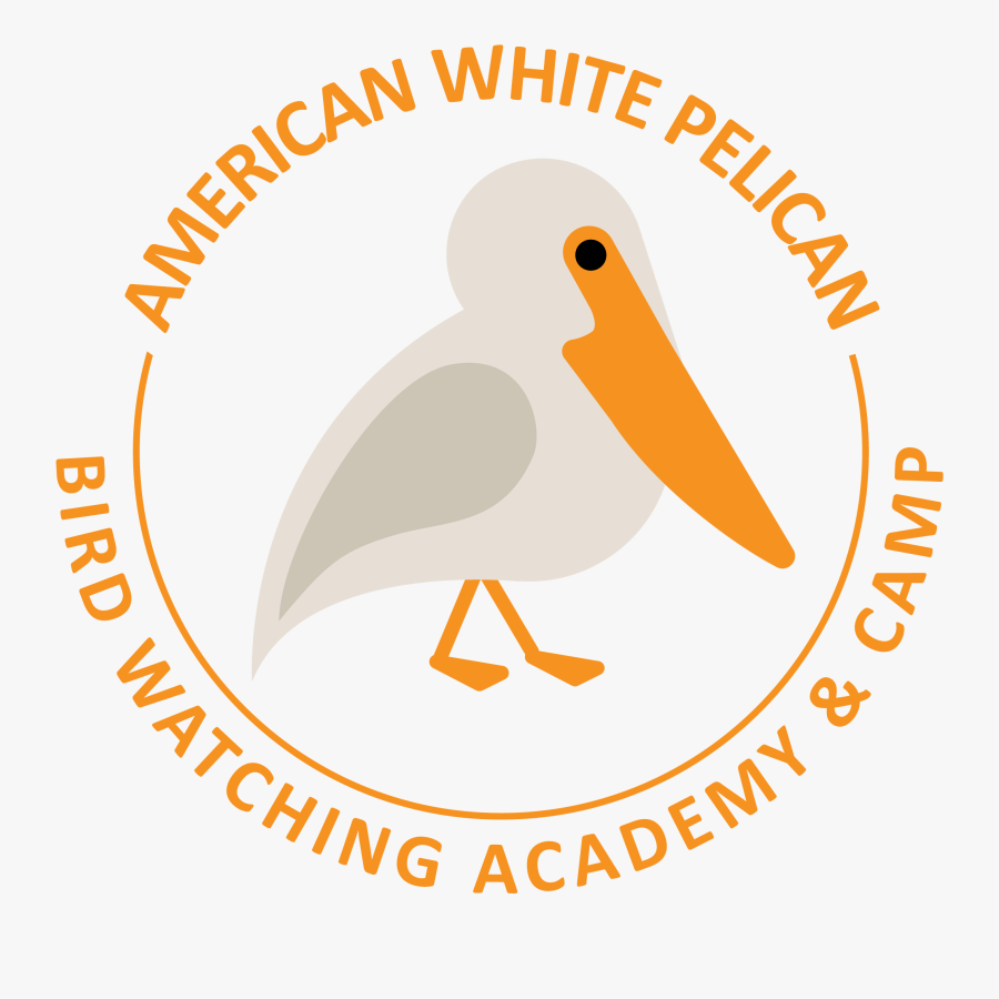 American White Pelican Picture - Eskrima, Transparent Clipart