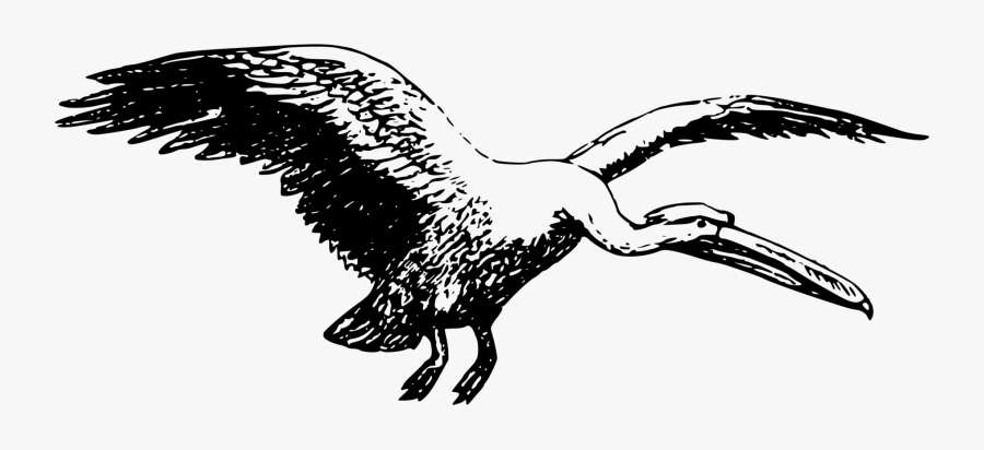 Pelican - นก เลี้ยง ลูก ด้วย นม, Transparent Clipart