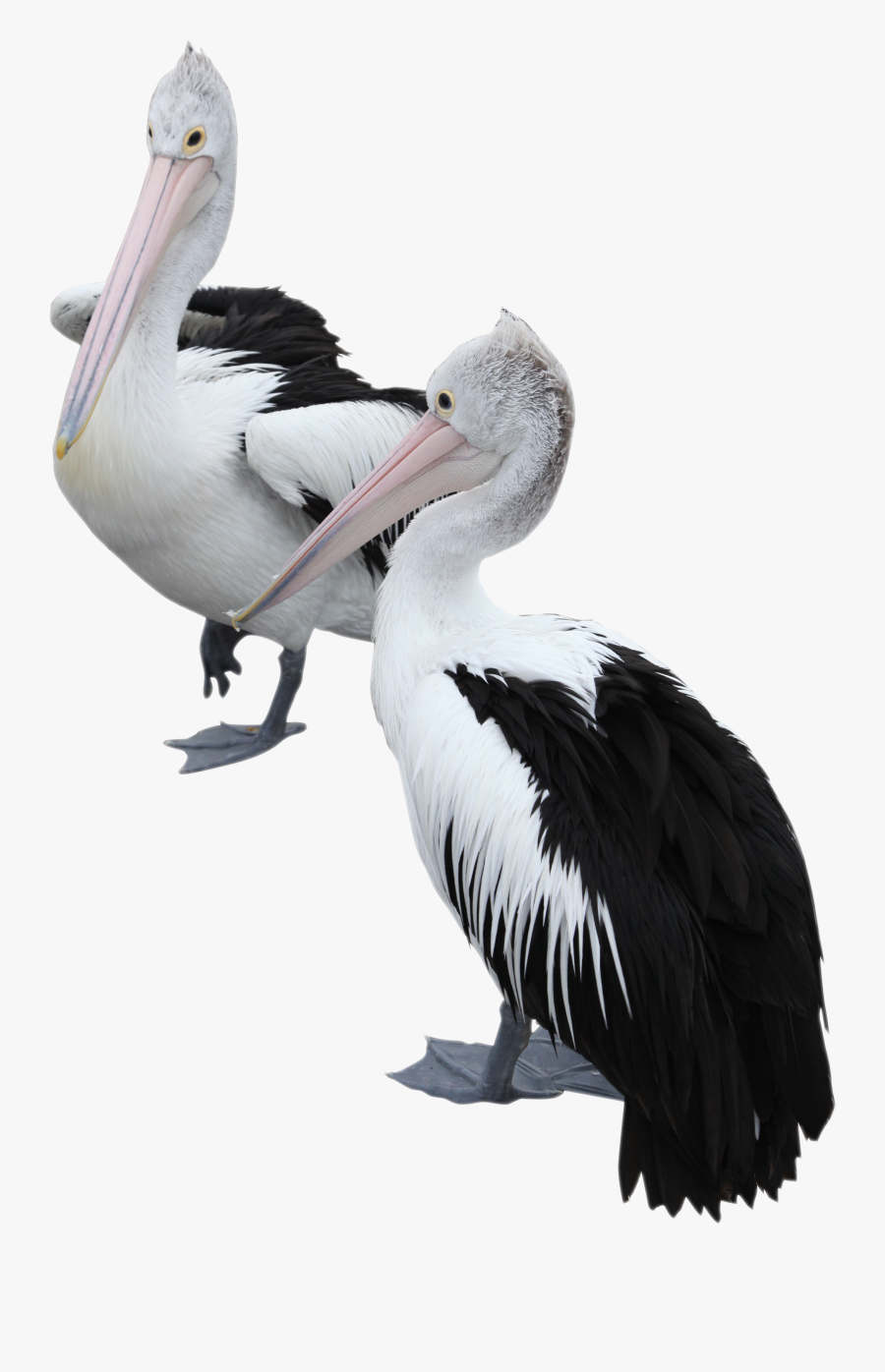 Transparent Brown Pelican Clipart - Pelicans Png, Transparent Clipart