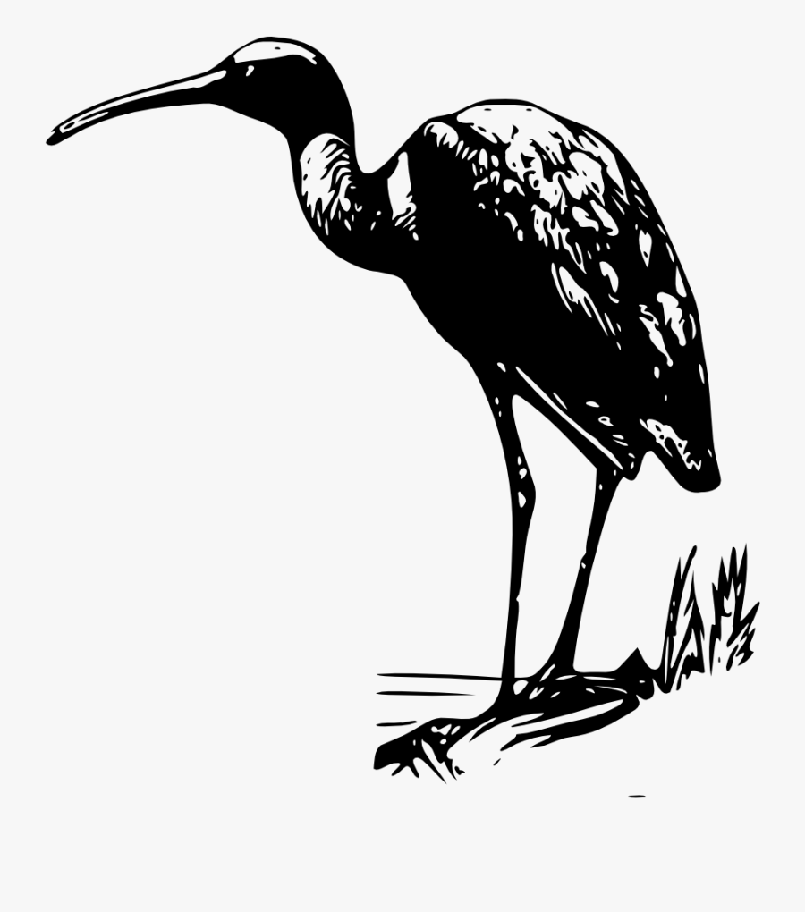 Free Clip Art "glossy Ibis - Bird Clip Art, Transparent Clipart