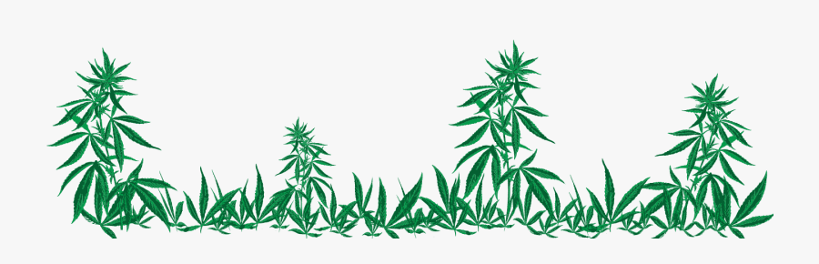 Marijuana Dispensary In Trinidad, Co, Transparent Clipart