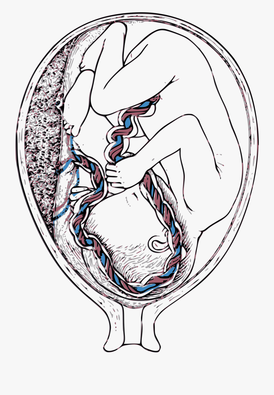 Inside Mother Clip Arts - Umbilical Cord Works, Transparent Clipart
