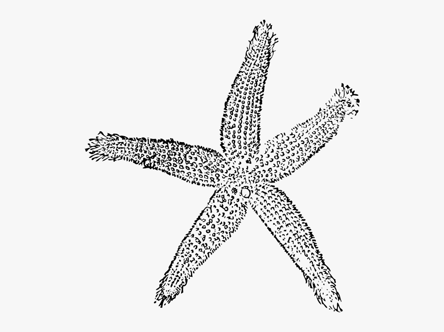 Free Vector Star Fish Clip Art - Coral Starfish Clipart, Transparent Clipart