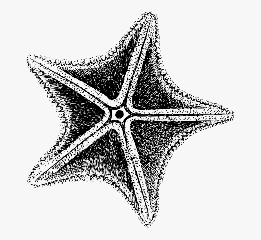 Marine - Sea Star Icon Png, Transparent Clipart