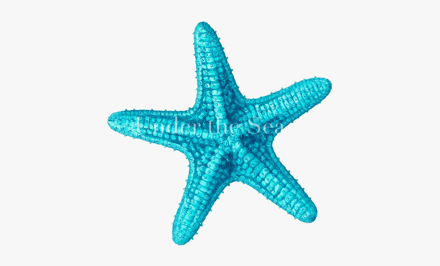 Starfish Free Blue Cliparts Clip Art Transparent Png - Blue Sea Star Clipart, Transparent Clipart