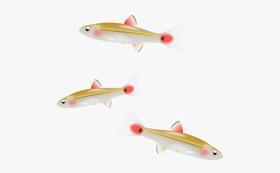 Smallfish Clipart, Transparent Clipart
