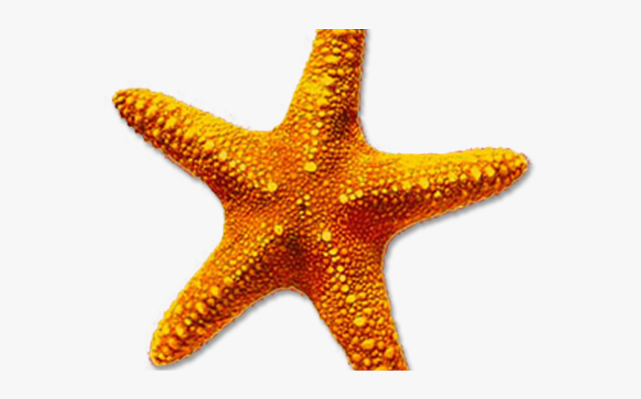Starfish Transparent, Transparent Clipart