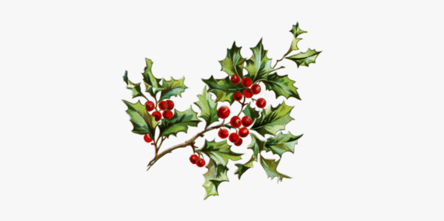 #mistlzweig #mistletoe #xmas - Christmas Flowers With Berries, Transparent Clipart