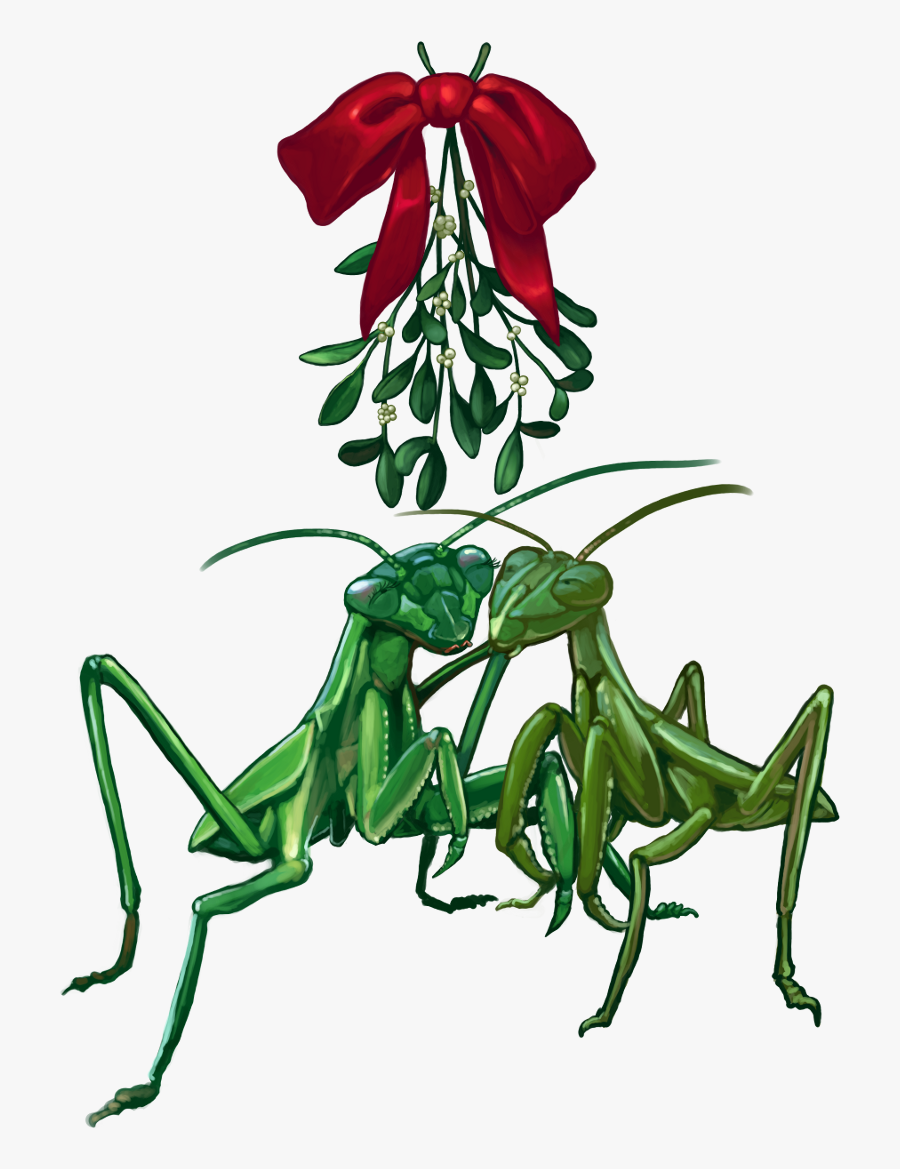2013 Christmascard Mantis1scaled - Holiday, Transparent Clipart