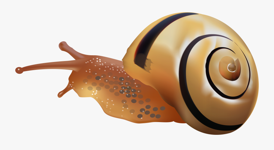 Snail Png Clip Art - خلفيات بلاك بيري تورش, Transparent Clipart