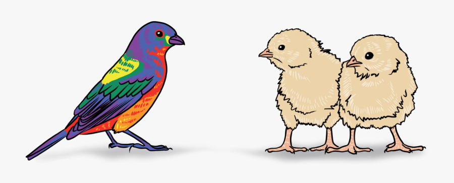 Chicken, Transparent Clipart