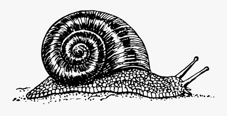 Snail Svg Clip Arts - Snail Black And White, Transparent Clipart