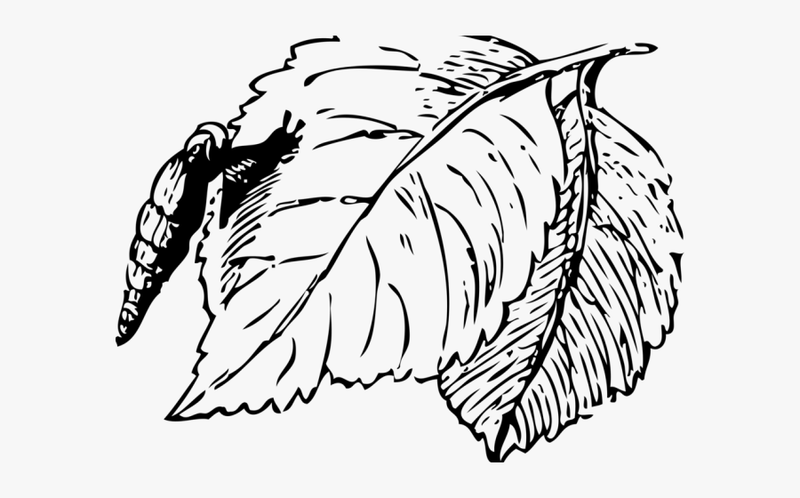 Snail Clipart Leaf - Snail, Transparent Clipart