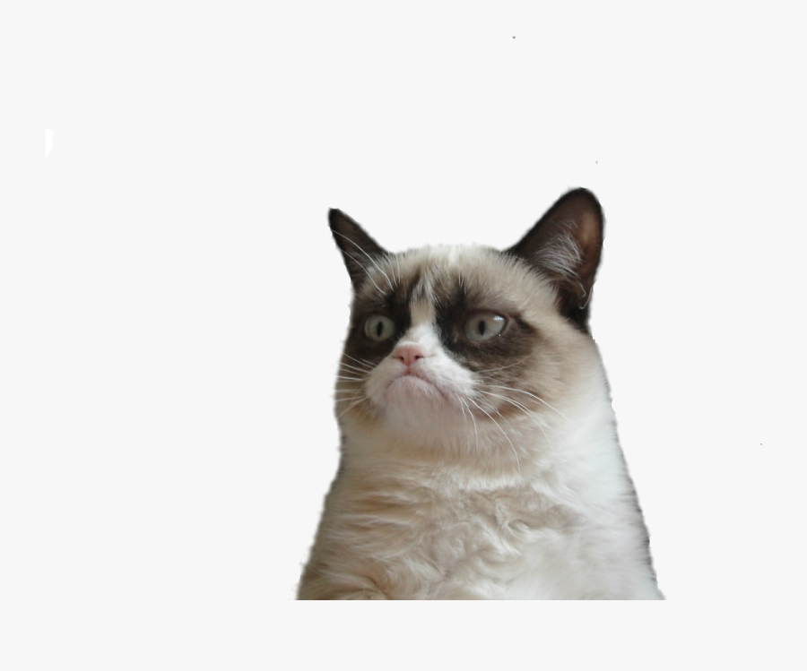 Grumpy Cat Snowshoe Cat Manx Cat Clip Art - Grumpy Cat Face Png, Transparent Clipart