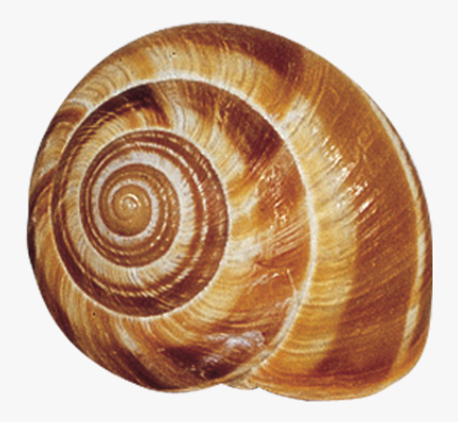 Snail Shells - Snail Shell, Transparent Clipart