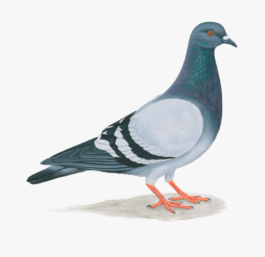 Paloma De Puerto Rico Clipart , Png Download - Draw A Small Pigeon, Transparent Clipart