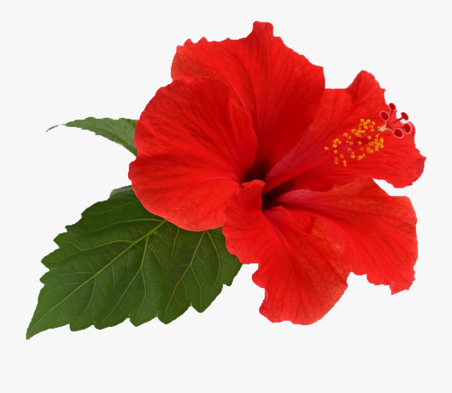 Hibiscus Transparent, Transparent Clipart