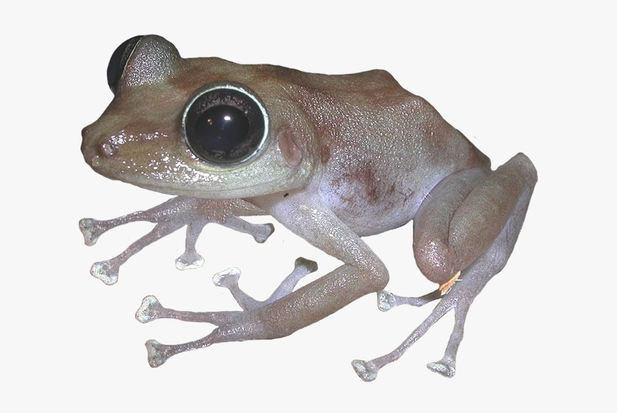 Puerto Rican Rock Frog - Eastern Spadefoot, Transparent Clipart