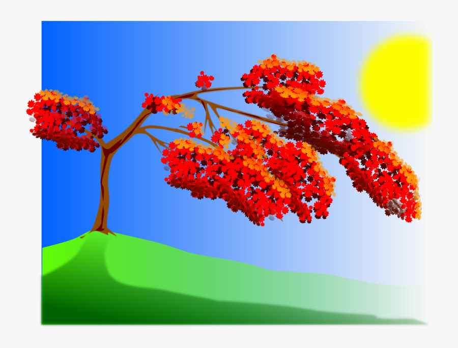Caesalpinia, Transparent Clipart