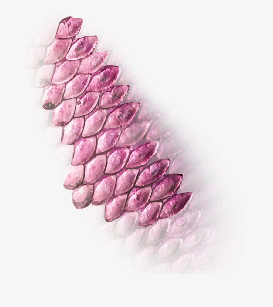 Fish Scales Pink Transparent, Transparent Clipart