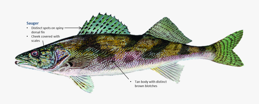 Hd Sauger Free Unlimited - Sauger Fish, Transparent Clipart