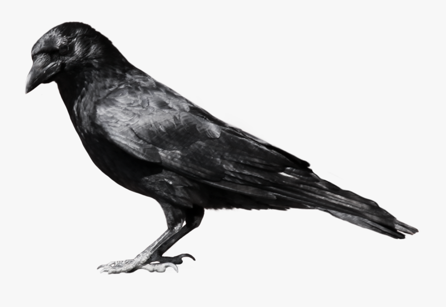 Crow Png, Transparent Clipart