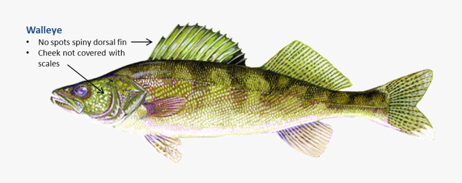 Hd Walleye Free Unlimited - Walleye Png, Transparent Clipart