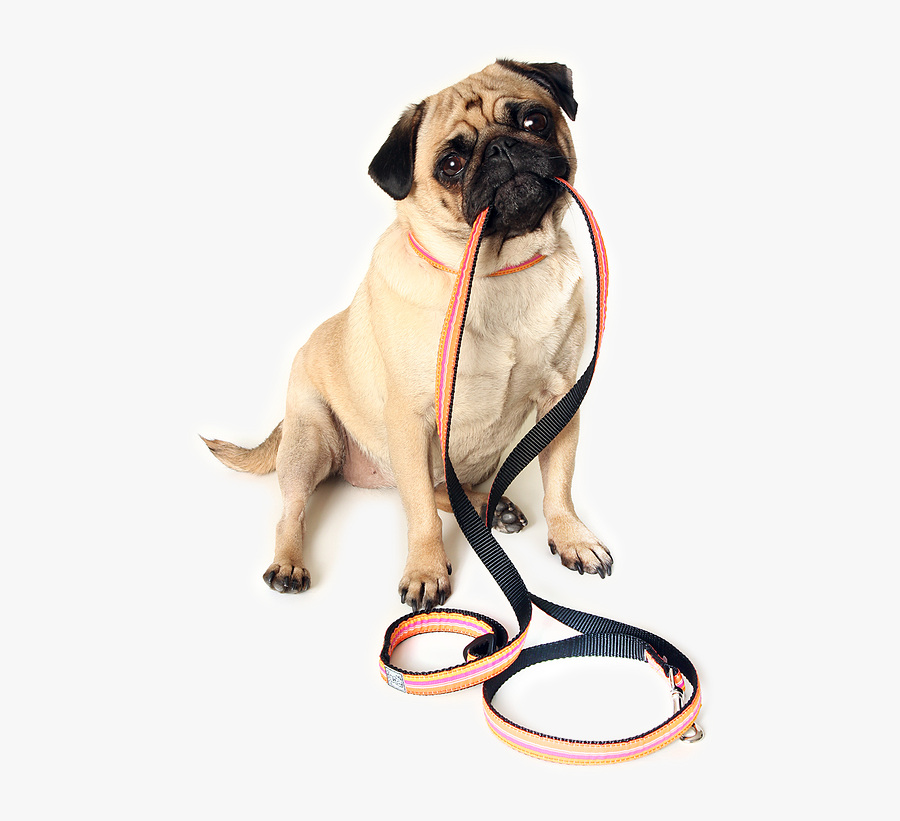 Dog Walk Png - Dog Ready For Walk, Transparent Clipart