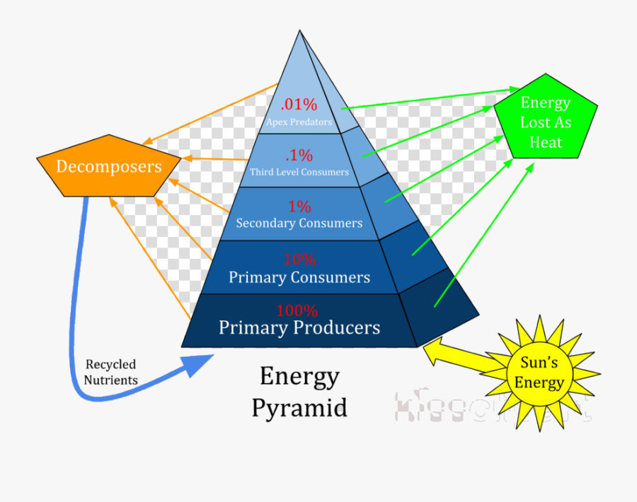 Numbers Pyramid Of Energy Biomass And Clipart Ecological - Basset Hound Bloodhound Puppy, Transparent Clipart