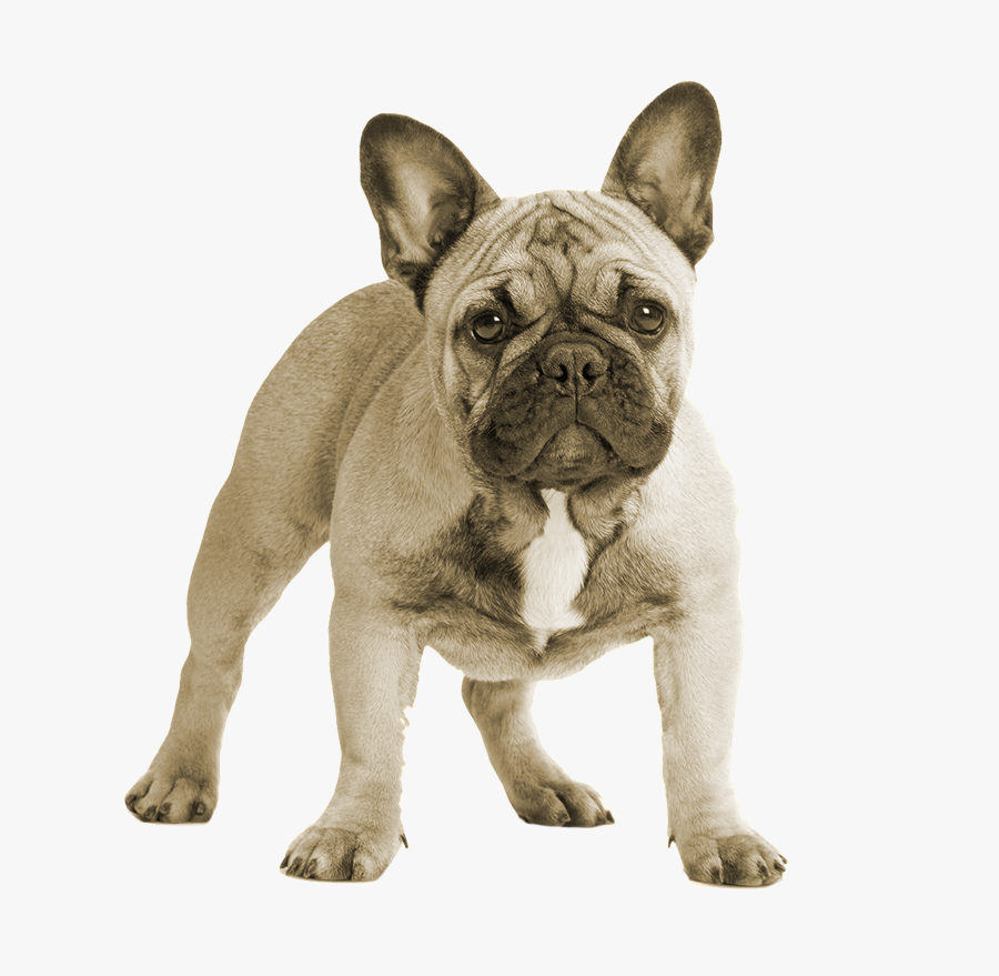 Breed,french Bulldog,companion Dog,non-sporting Group,old - French Bulldog, Transparent Clipart