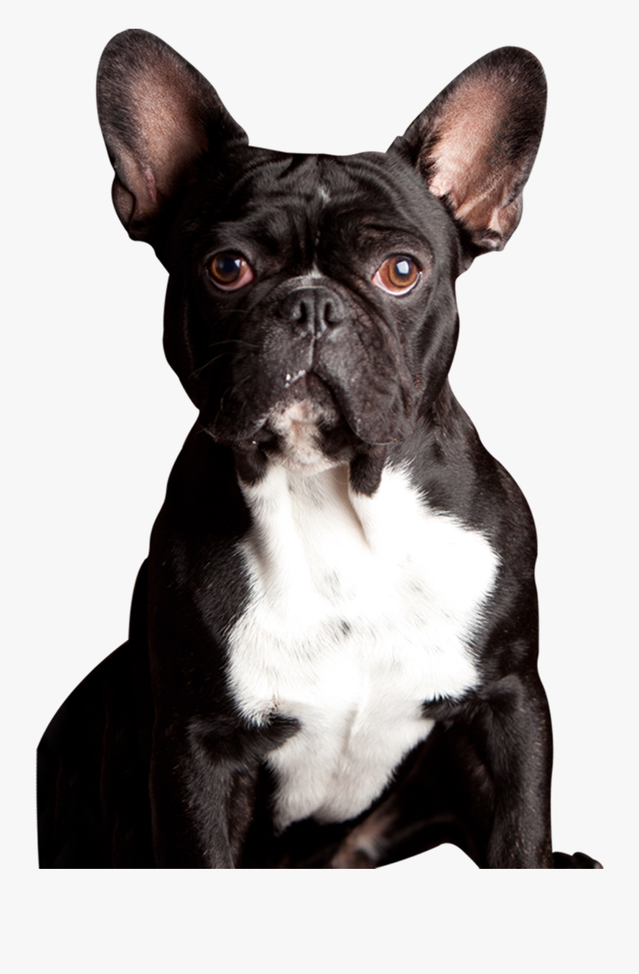 Clip Art Meet Our Powerpet Model - French Bulldog, Transparent Clipart