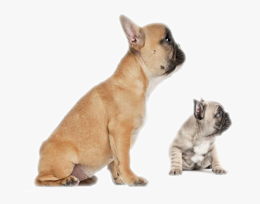 Clip Art Faramula Your Formula For, Transparent Clipart