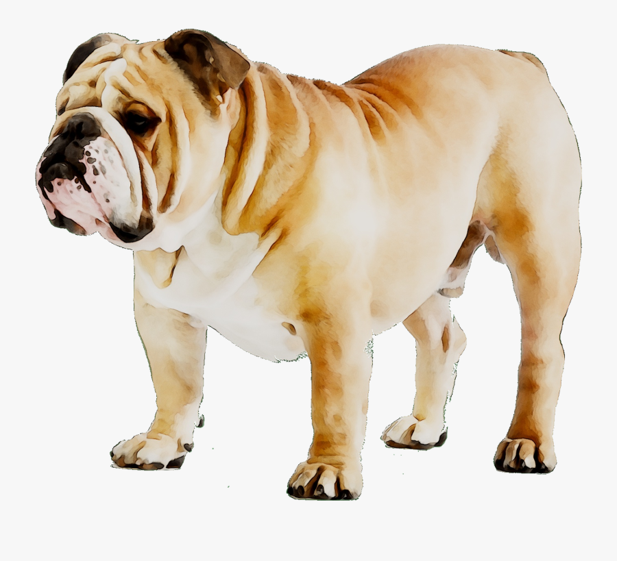 French Bulldog Puppy Dog Breed American Bulldog - Perro Bulldog, Transparent Clipart