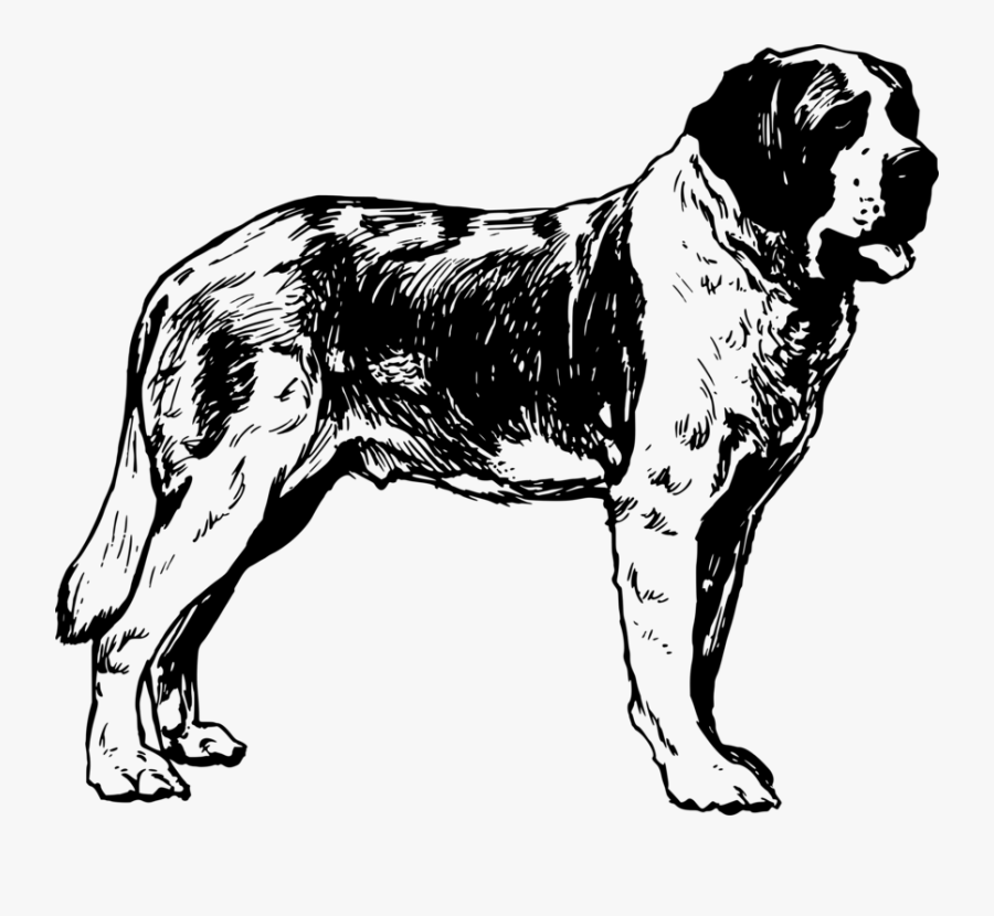 Paw,monochrome Photography,carnivoran - Drawing Of Saint Bernard, Transparent Clipart