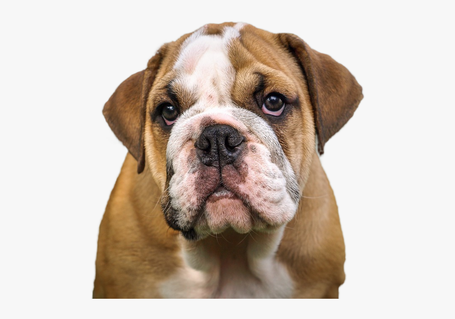 French Bulldog Valley Bulldog Olde English Bulldogge - English Bulldog, Transparent Clipart