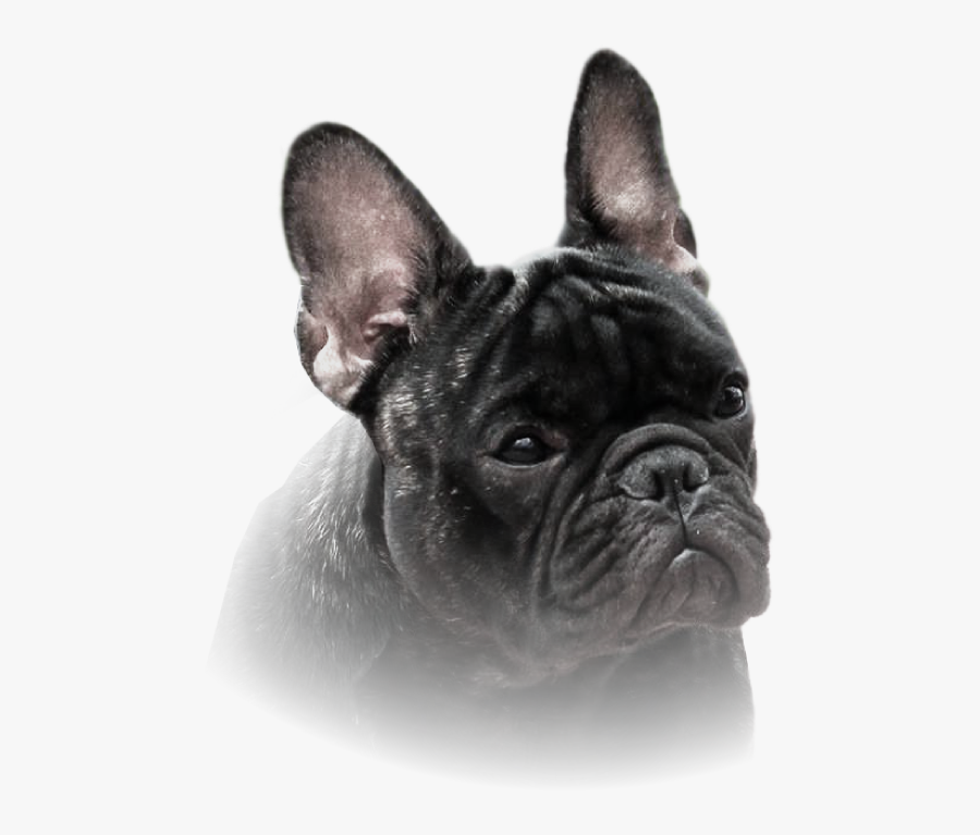 Agvarres Chess King - French Bulldog, Transparent Clipart