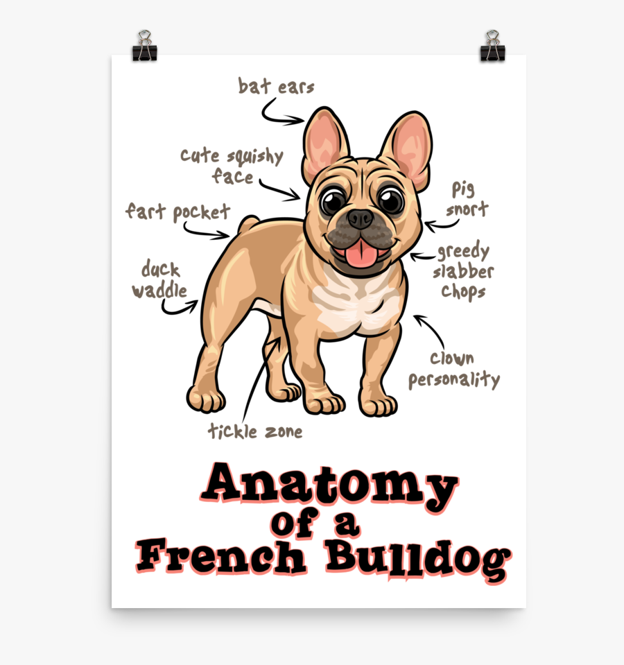 French Bulldog, Transparent Clipart