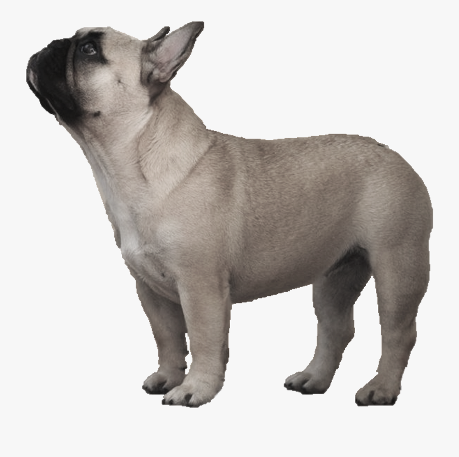 Toy Bulldog French Bulldog Old English Bulldog Olde - Transparent French Bulldog, Transparent Clipart