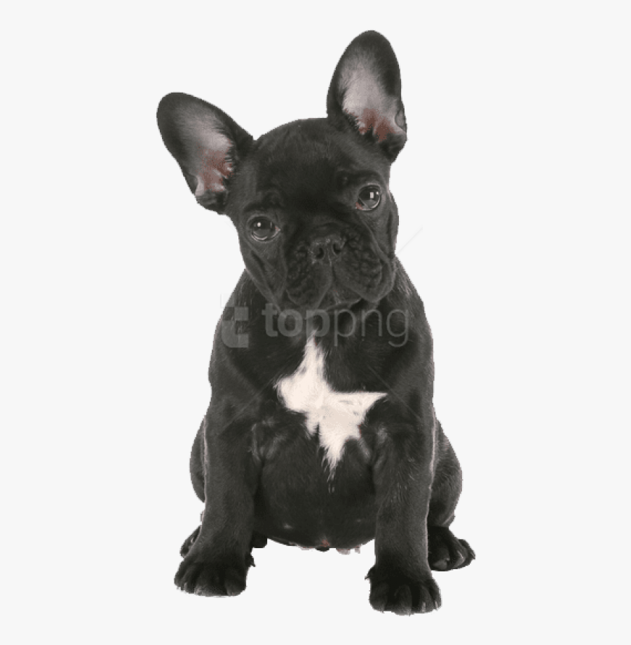 Bulldog,dog Group,bulldog,companion Dog,toy Bulldog,rare - French Bulldog Puppy Png, Transparent Clipart