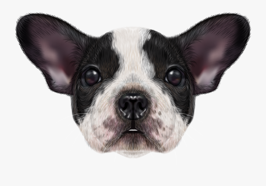 Clip Art Fotos De Bulldog - French Bulldog, Transparent Clipart