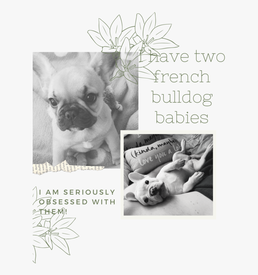 Transparent Sad Puppy Png - French Bulldog, Transparent Clipart