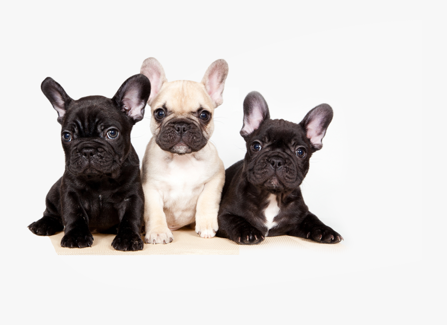 Bulldog,dog Breed,companion Group,toy Bulldog,fawn,rare - Bulldog Frances Png, Transparent Clipart