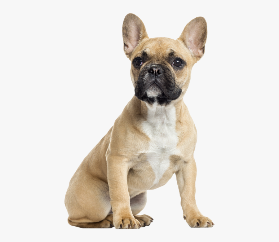 French Bulldog And Chihuahua Together - French Bulldog And Chihuahua, Transparent Clipart