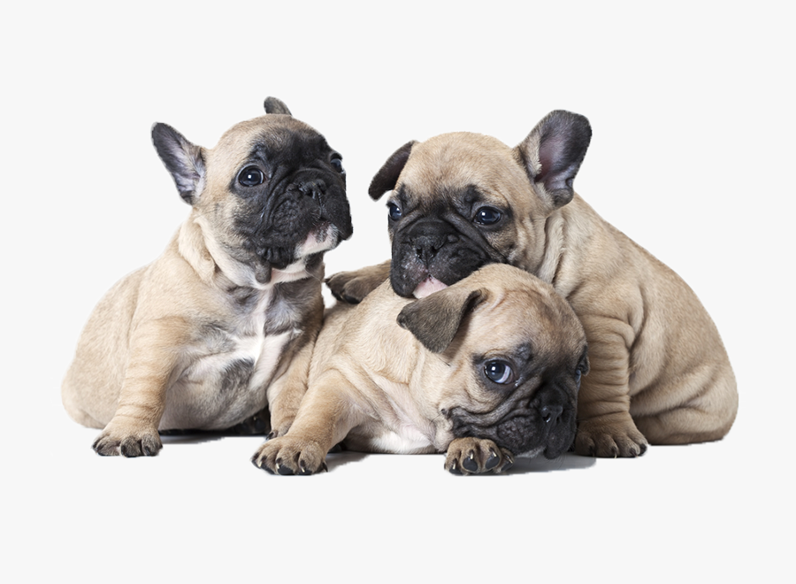 Clip Art Venta Frances Ex Ticos - French Bulldog 1 Month Old, Transparent Clipart