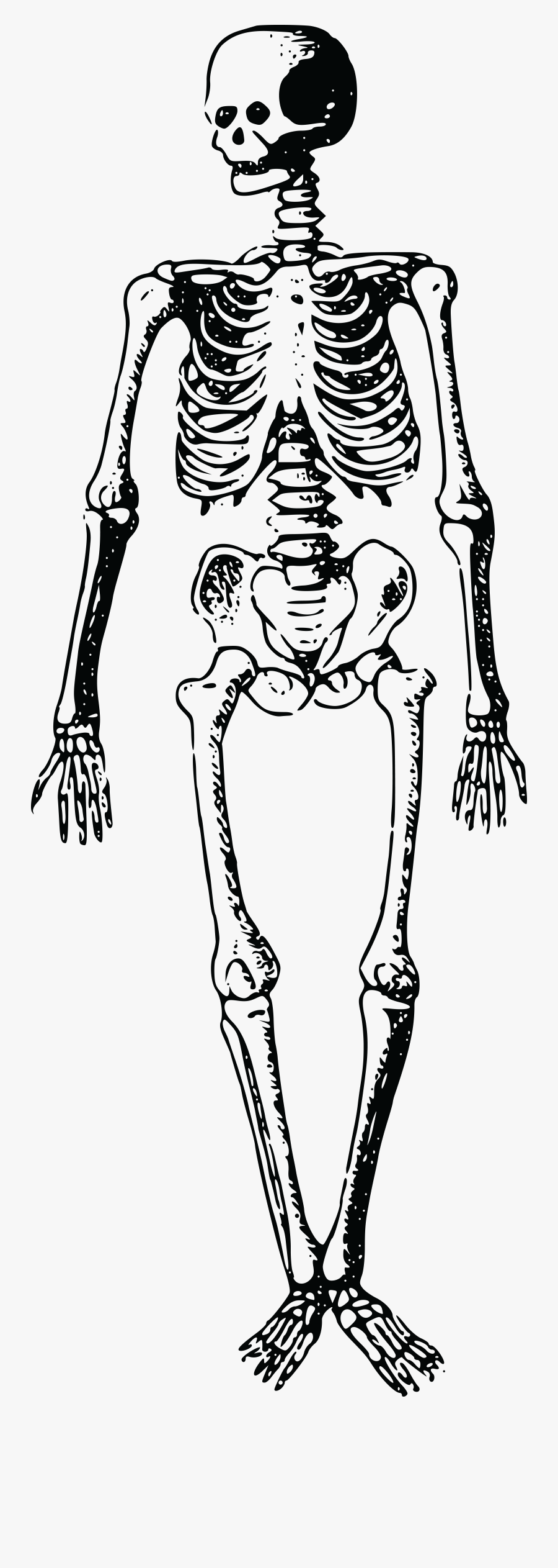 Skeleton Clipart Free Images Clipartcow Clip Art - Free Clip Art Skeleton, Transparent Clipart