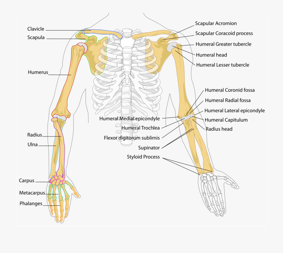 Bones In The Arm , Free Transparent Clipart ClipartKey