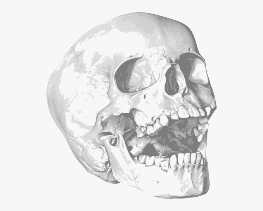 Skull Human Skeleton Bone Drawing - Skeleton Drawing, Transparent Clipart