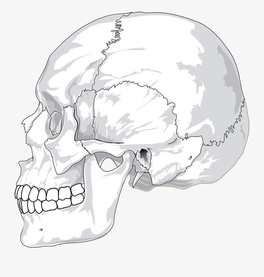 Human Skull Side View By Ladyofhats - Human Skull Side View Drawing, Transparent Clipart