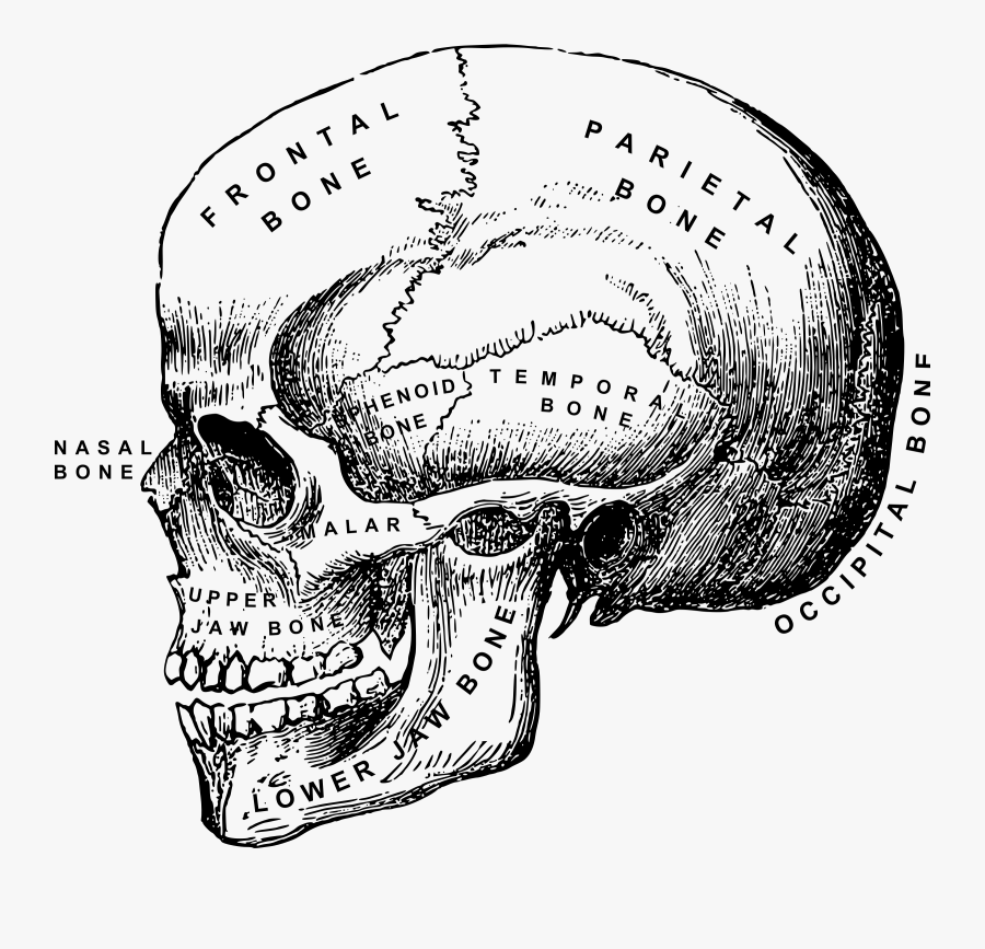 Clip Art Human Skull Clipart - Vintage Skull Anatomical Drawing, Transparent Clipart
