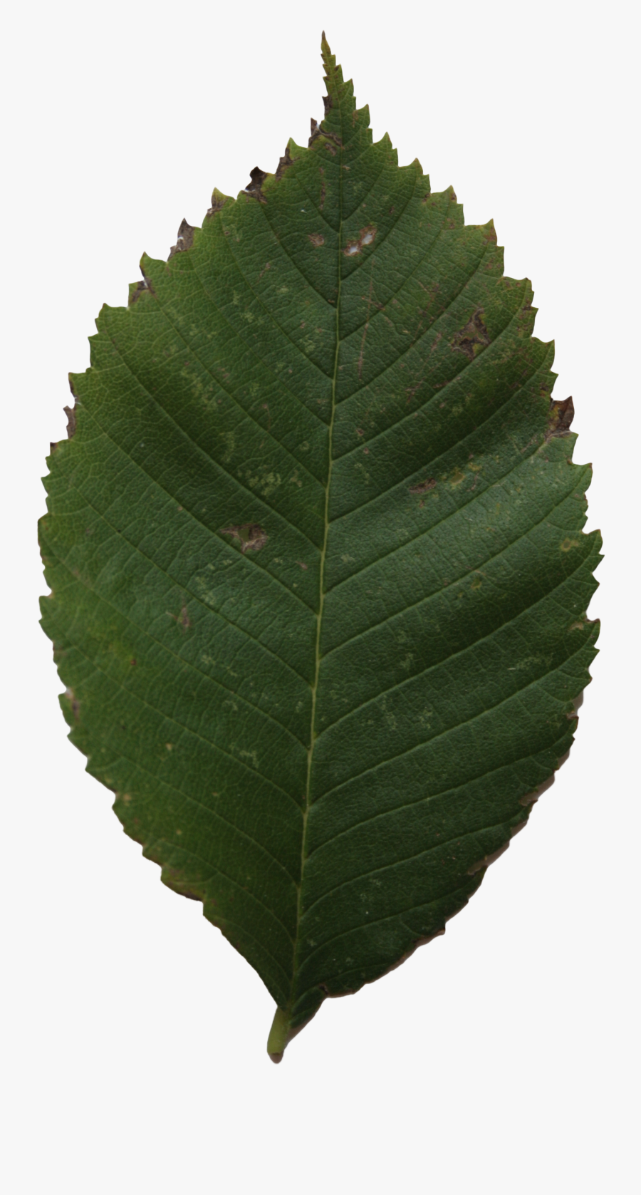 Clip Art Birch Leaves - Canoe Birch, Transparent Clipart